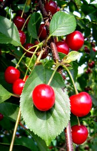 Red fruits sour sour cherries photo