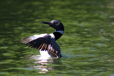 Wildlife ontario birds