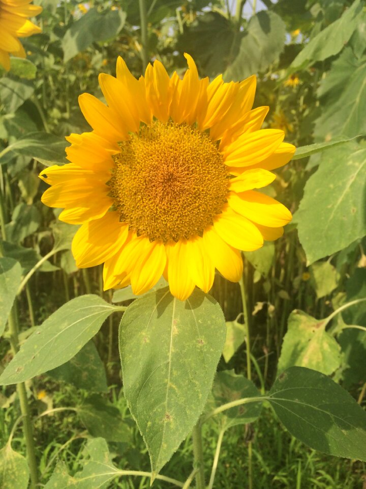 Prospective bright hope