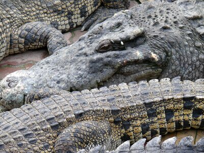 Reptile animals beast