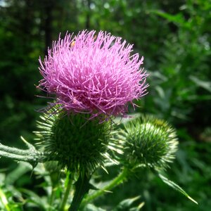 Wildflower ontario nature