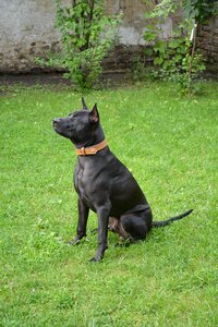 Garden dog and garden pet photo