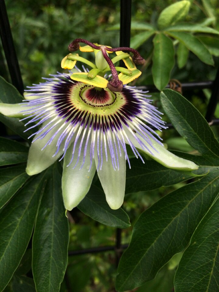 Strange flower art natural
