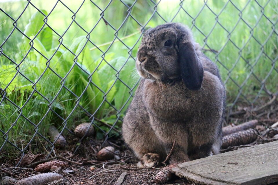 Brown fur grass