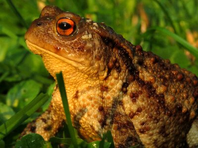Common toad bufo terrestris portrait