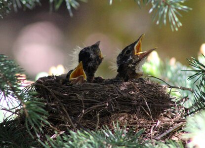 Robins nest nest nature photo
