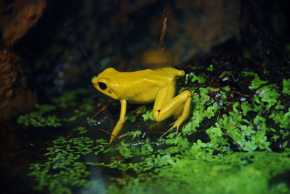 Colorful nature animal
