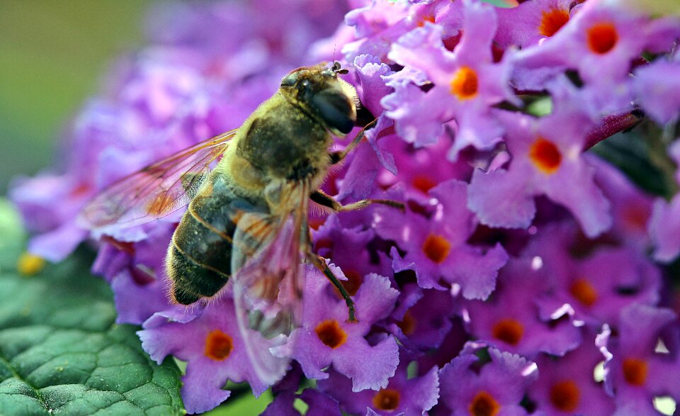 Collect nectar suck blooms of butterfly lilac