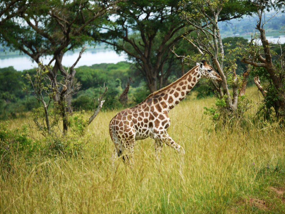 Young animal rothschild-giraffe wild animal