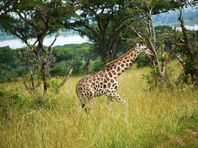 Young animal rothschild-giraffe wild animal photo