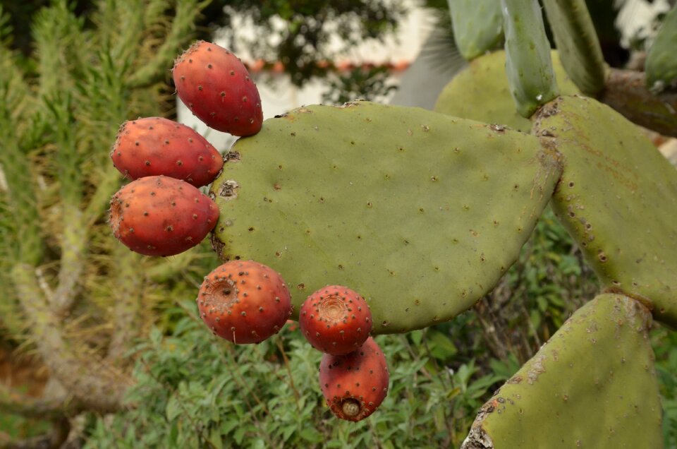 Plant flora nature