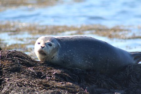 Ocean wildlife marine