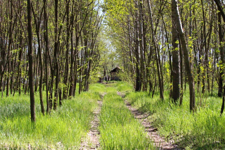 Forest road house at the end of the road house