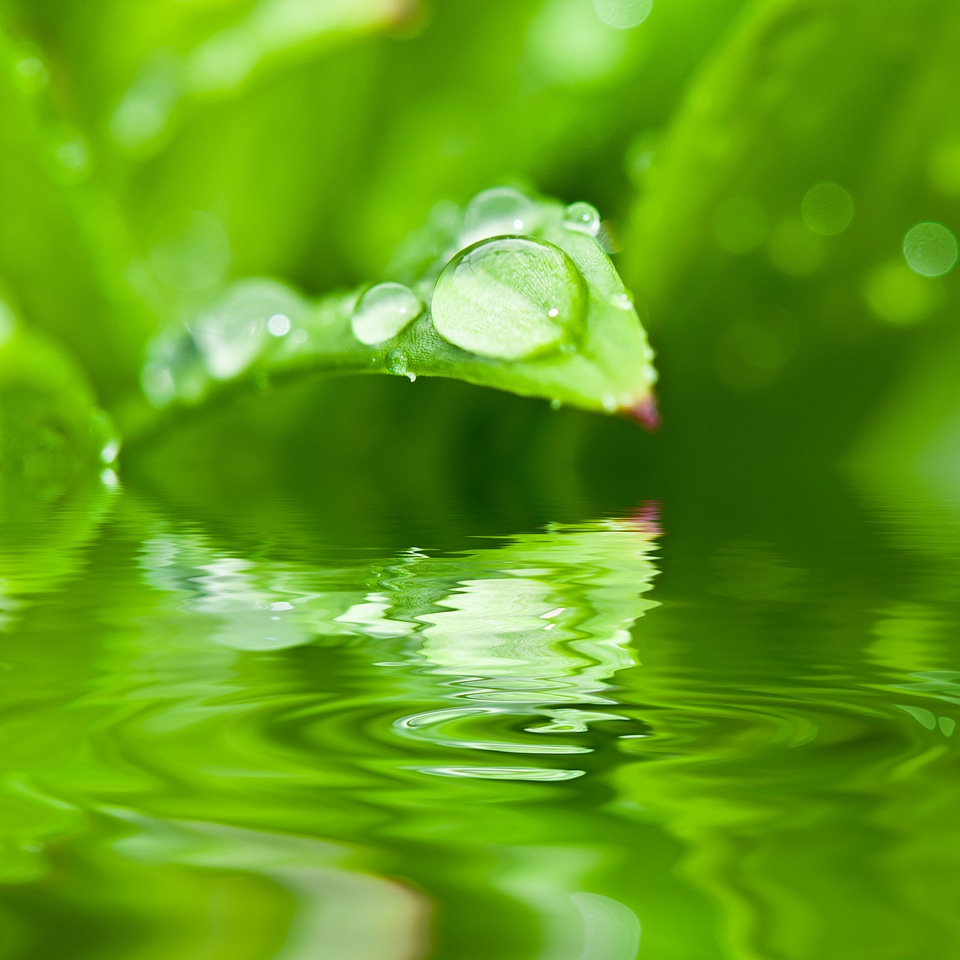 Water drop of water leaf