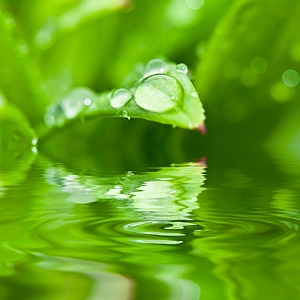 Water drop of water leaf photo