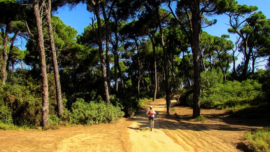 Forest nature trees