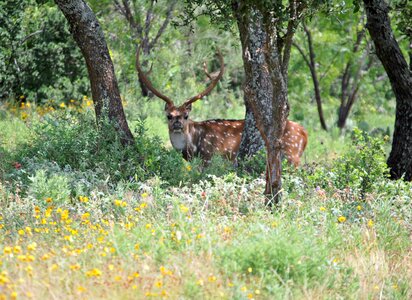 Animals nature life photo