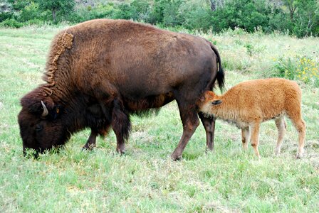 Baby buffalo nursing baby photo