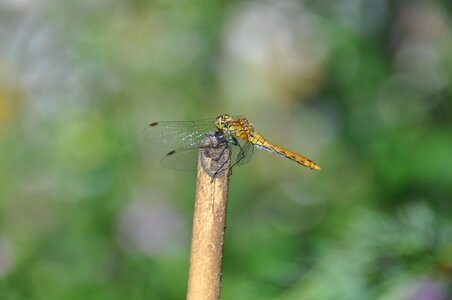 Dragonfly red dragonfly insect photo