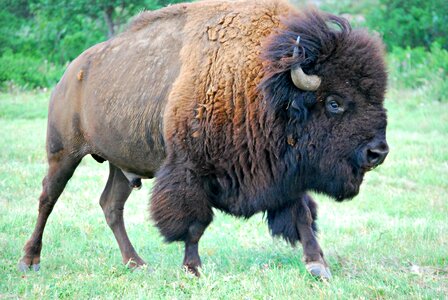 Animal nature