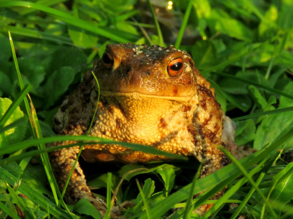 Common toad bufo terrestris portrait