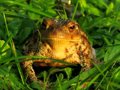 Common toad bufo terrestris portrait