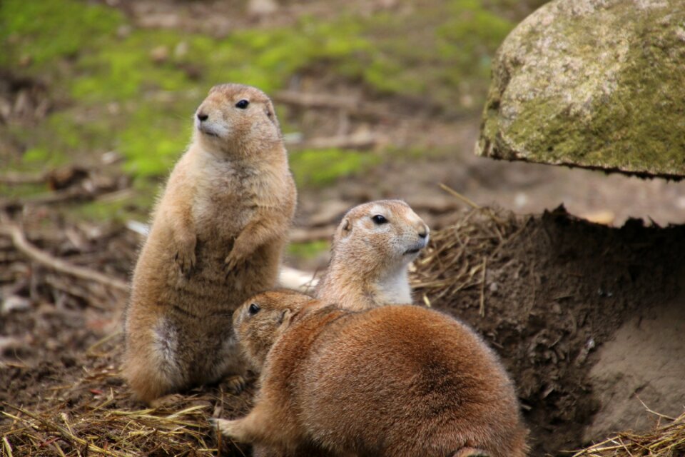 Animal nature cute