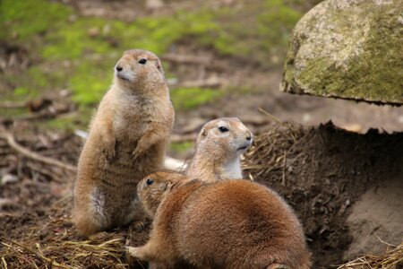 Animal nature cute