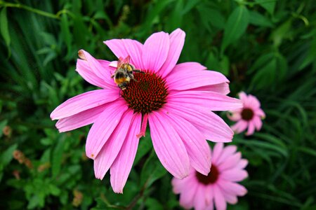 Bee bee on cone flower medicinal