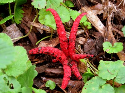 Sticky red clathrus archeri