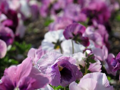 Purple garden lilac flower photo