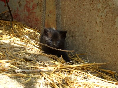 Cat feline animal