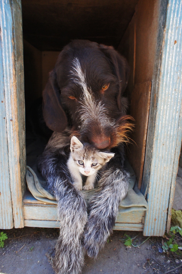Kitten humanity man's best friend