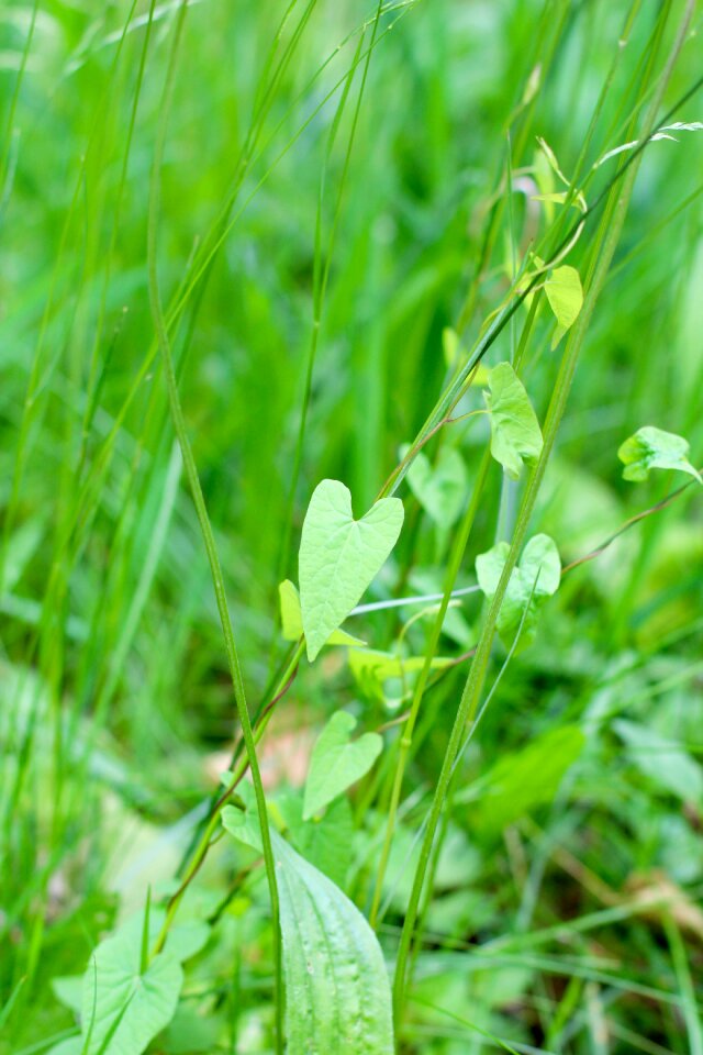 Meadow love romance