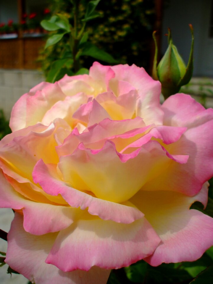 Blossom flower
