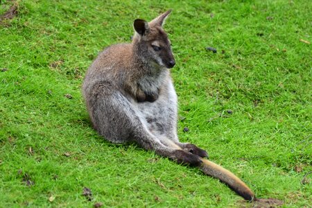 Animal safari zoo