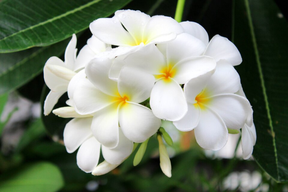 White bouquet nature