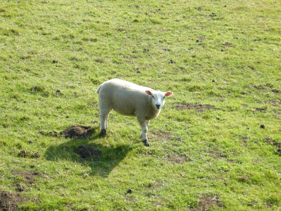 Country agriculture farming