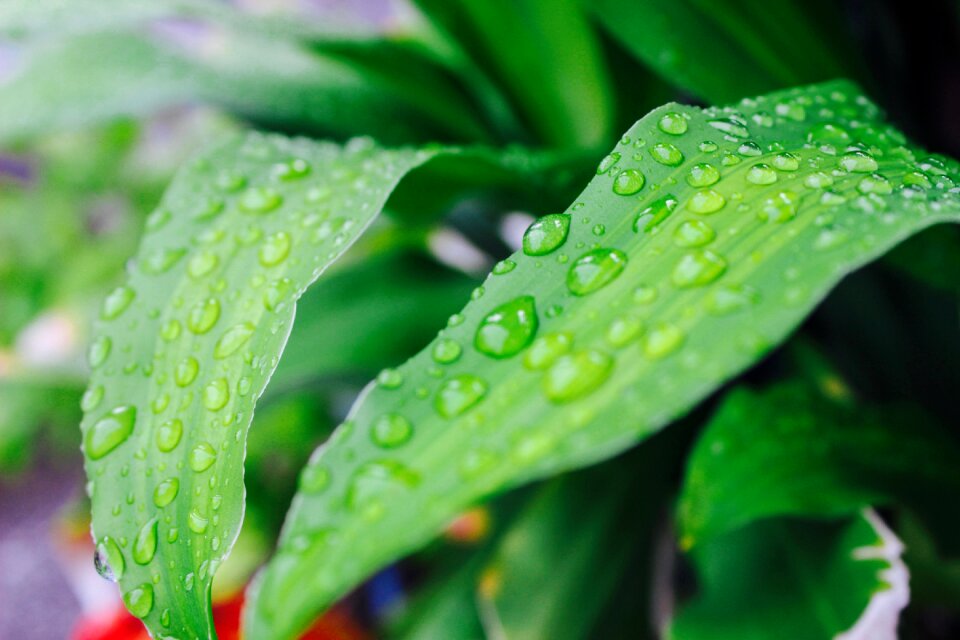 Nature green the