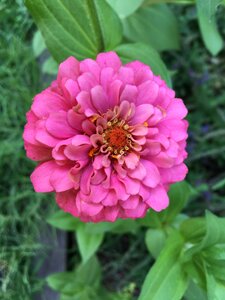 Yellow garden red