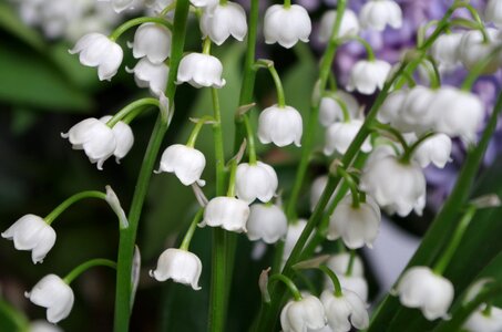 Flowers plant spring
