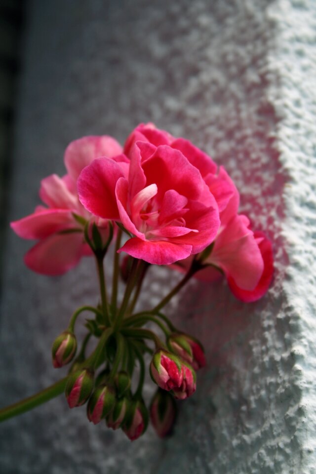 Nature pink flower spring
