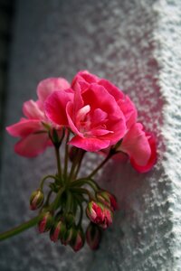 Nature pink flower spring