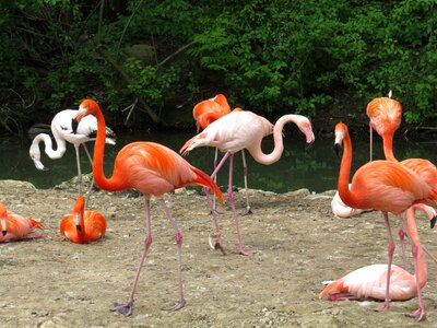 Animals environment fauna