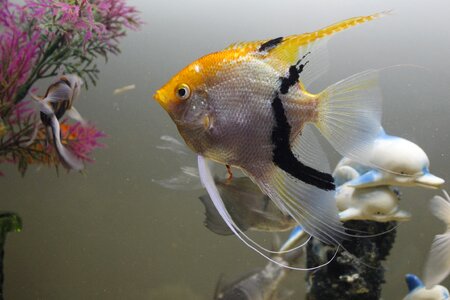 Aquarium tropical exotic