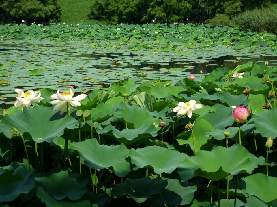 Lotus aquatic green