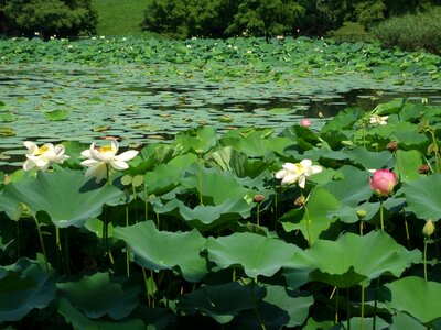 Lotus aquatic green
