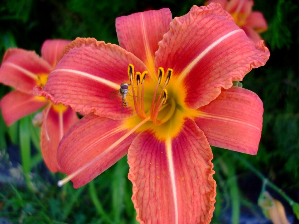 Blossom flower insect
