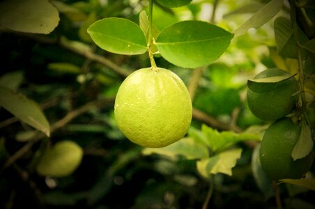 Lemonade food