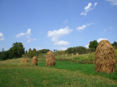 Rural agriculture